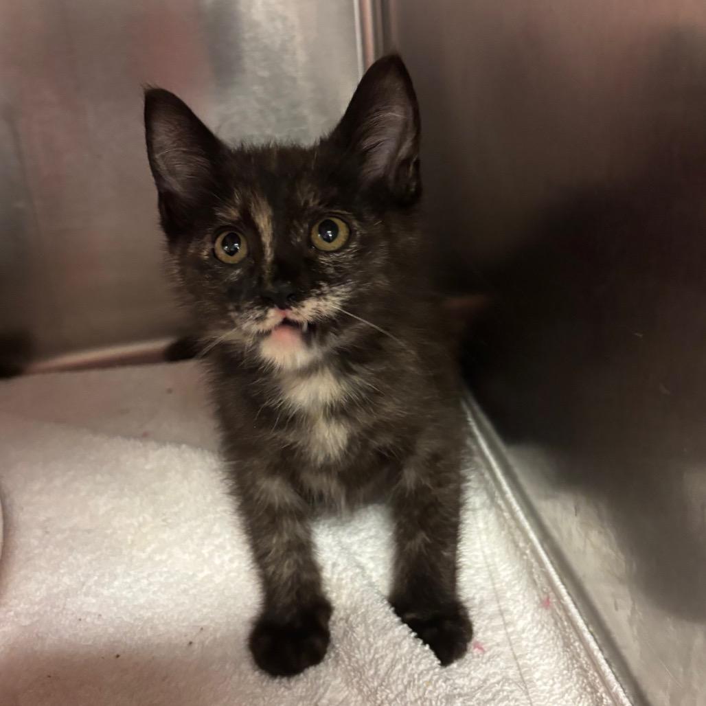 Enlarge Juana Azurduy de Padilla, a Adoptable Domestic Short Hair in Redwood City, CA image 3/3