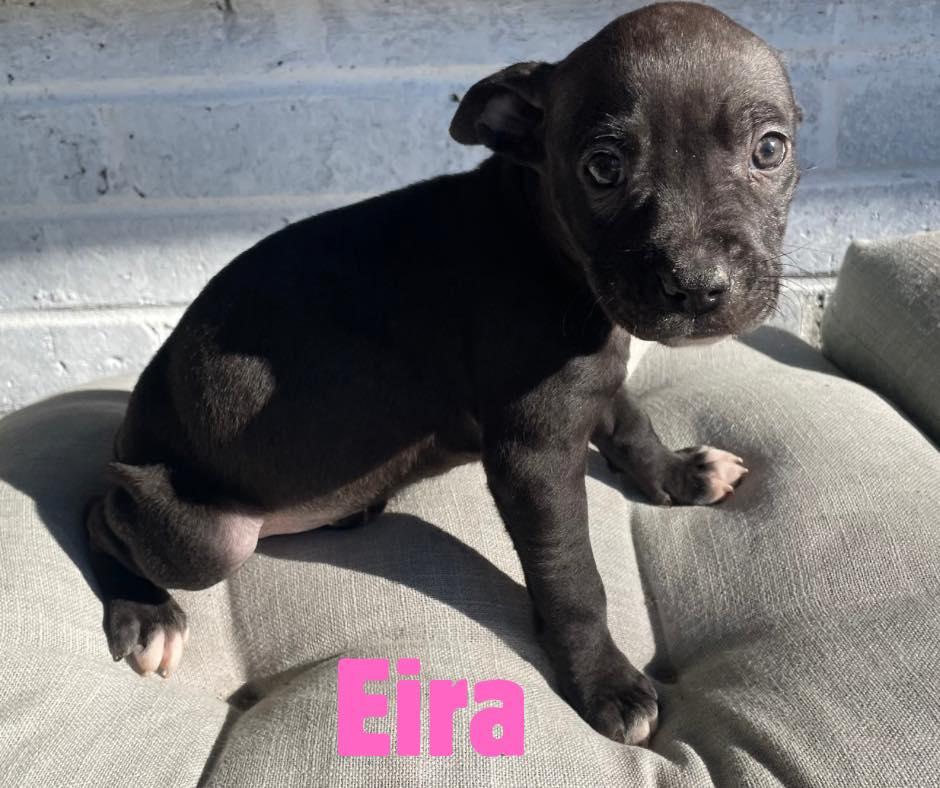 Eira, ADOPTABLE, Puppy Female American Bully.