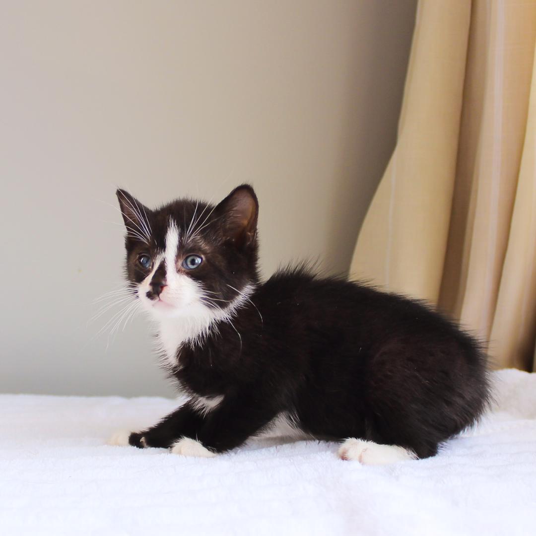 Nip, Baby Male Domestic Short Hair