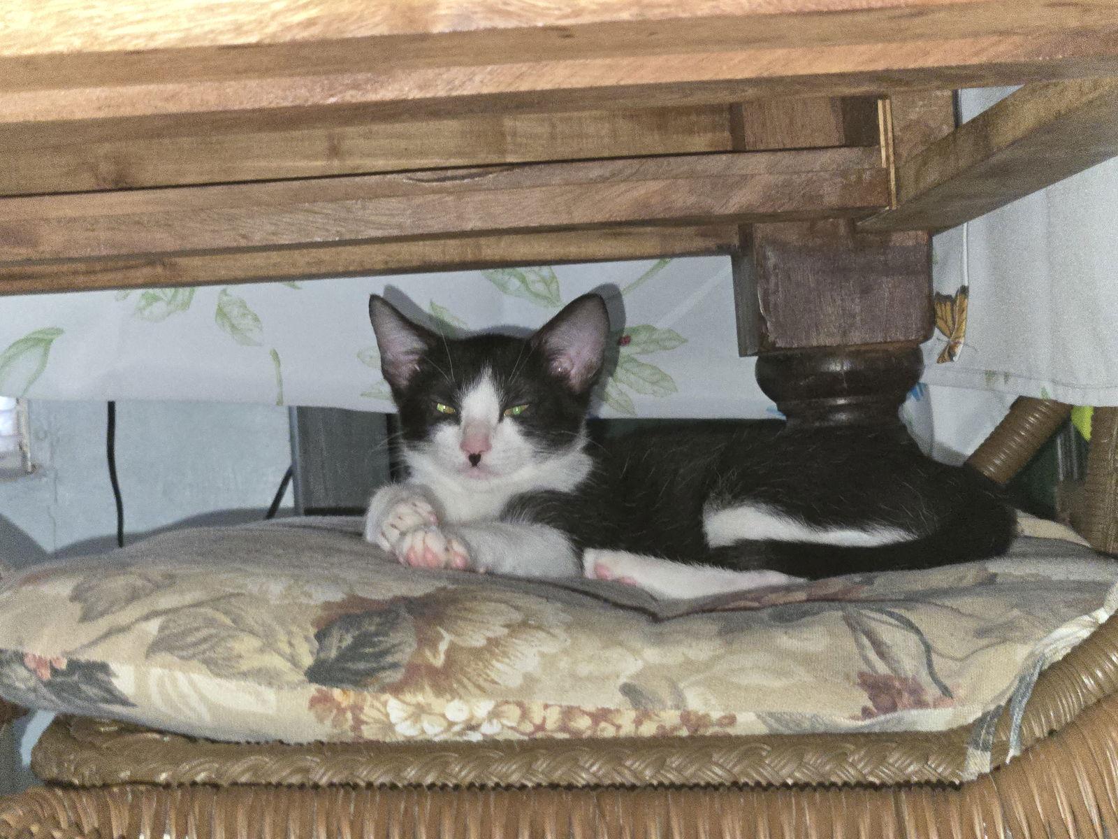 Tom, Adoptable, Young Male Domestic Short Hair.