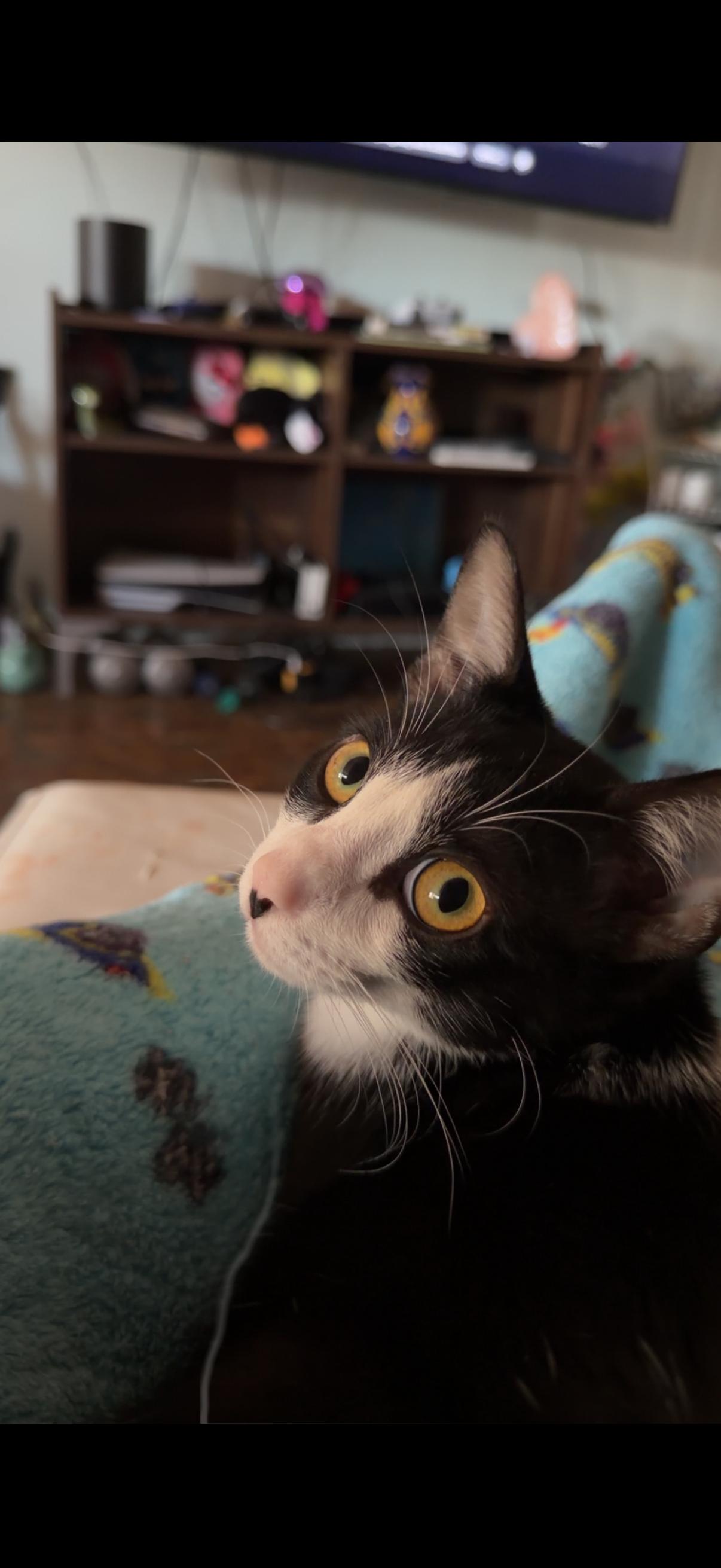 Enlarge Tom, a Adoptable Domestic Short Hair in The Woodlands, TX image 3/3