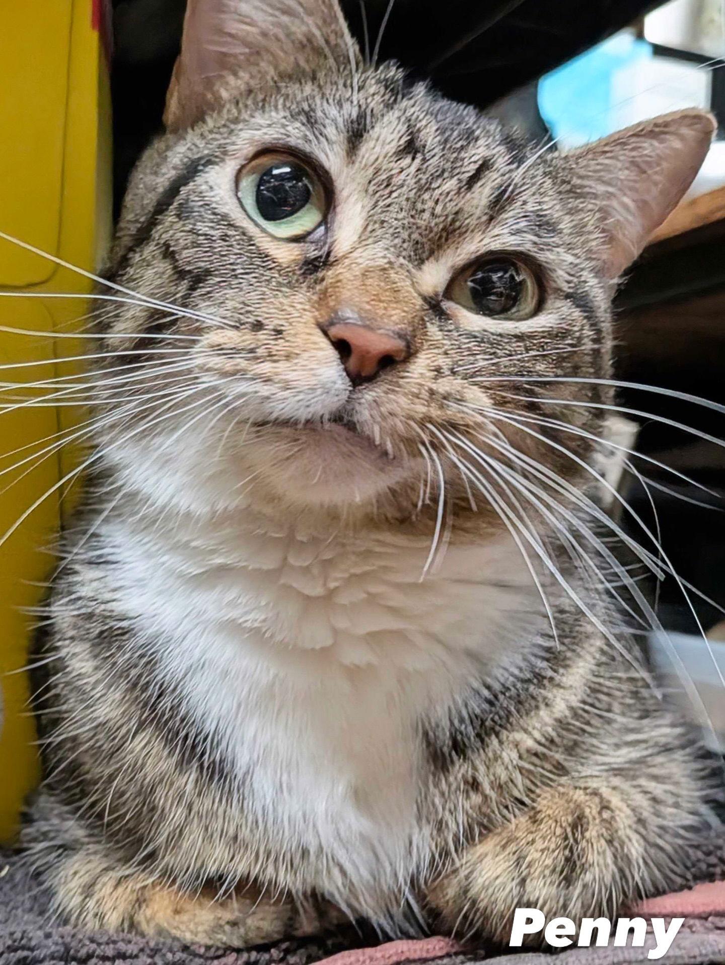 Enlarge Penny, a Adoptable Domestic Short Hair in Lake Saint Louis, MO image 1/1