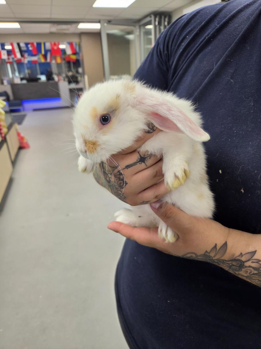 Flynn, adopted, Young Male Bunny Rabbit.