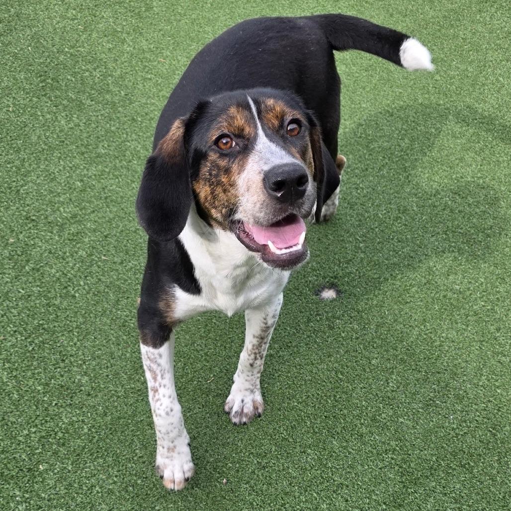 Coral, Adoptable, Young Female Beagle.