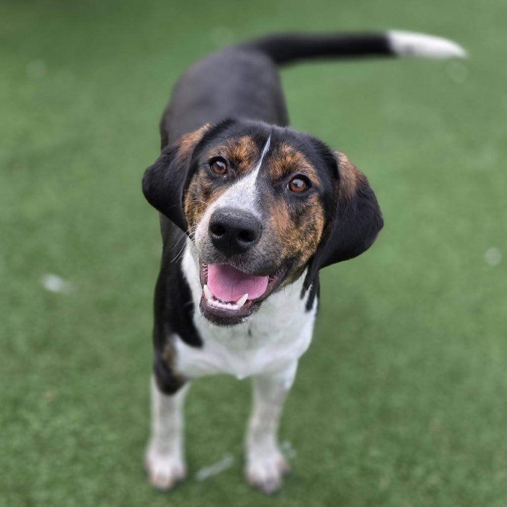 Enlarge Coral, a Adoptable Beagle in Chatham, VA image 2/6