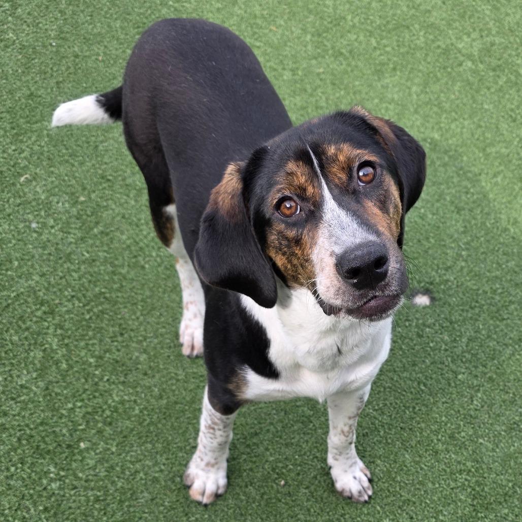 Enlarge Coral, a Adoptable Beagle in Chatham, VA image 3/6