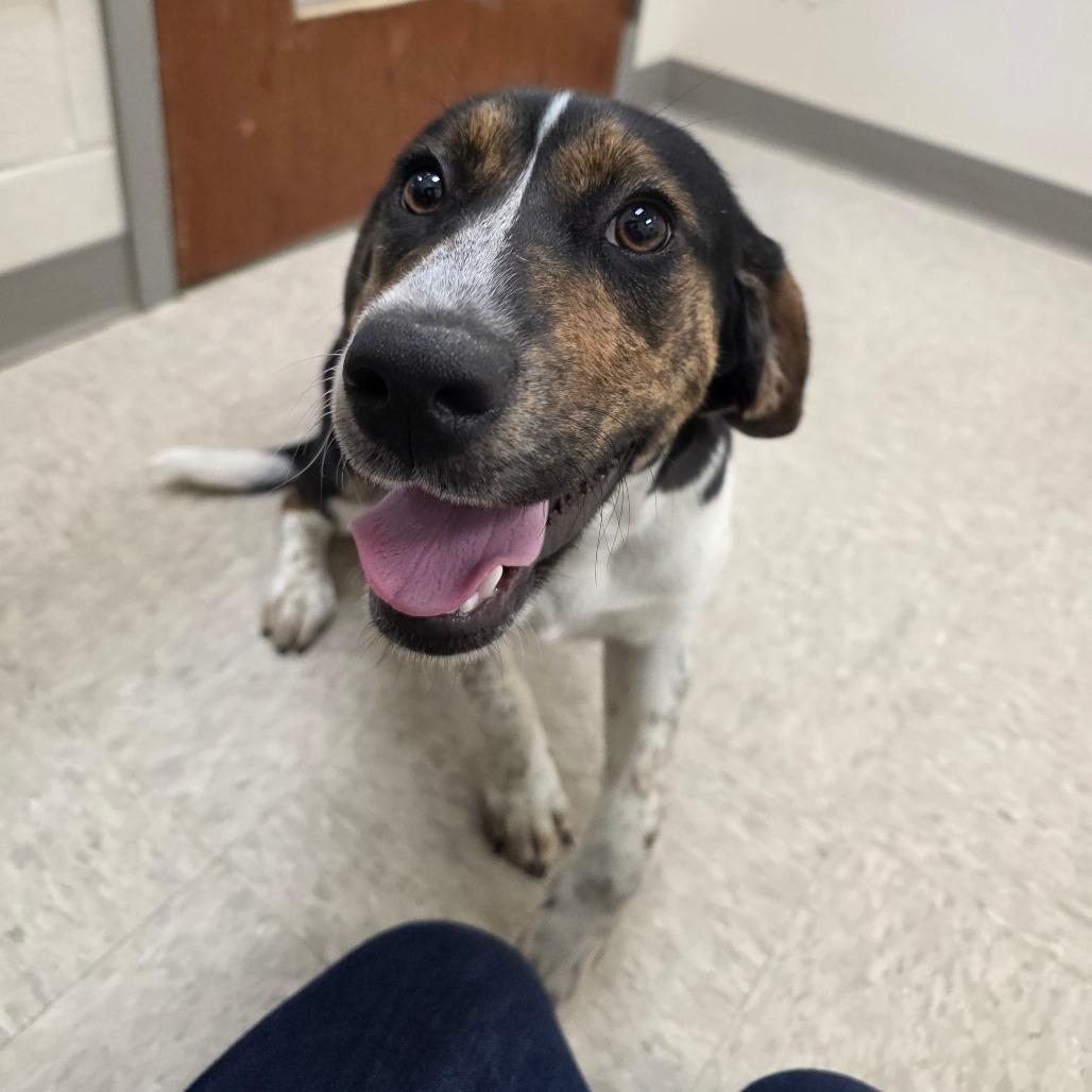Enlarge Coral, a Adoptable Beagle in Chatham, VA image 1/3