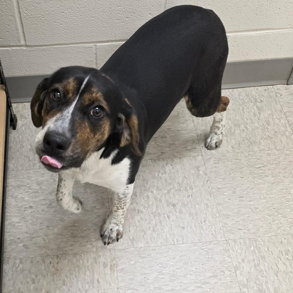 Enlarge Coral, a Adoptable Beagle in Chatham, VA image 2/3