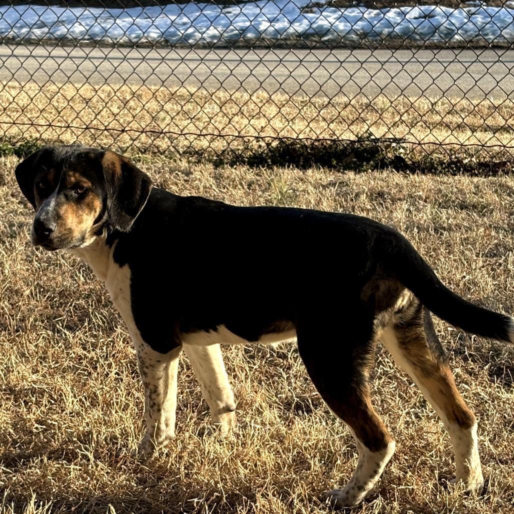 Enlarge Coral, a Adoptable Beagle in Chatham, VA image 3/3