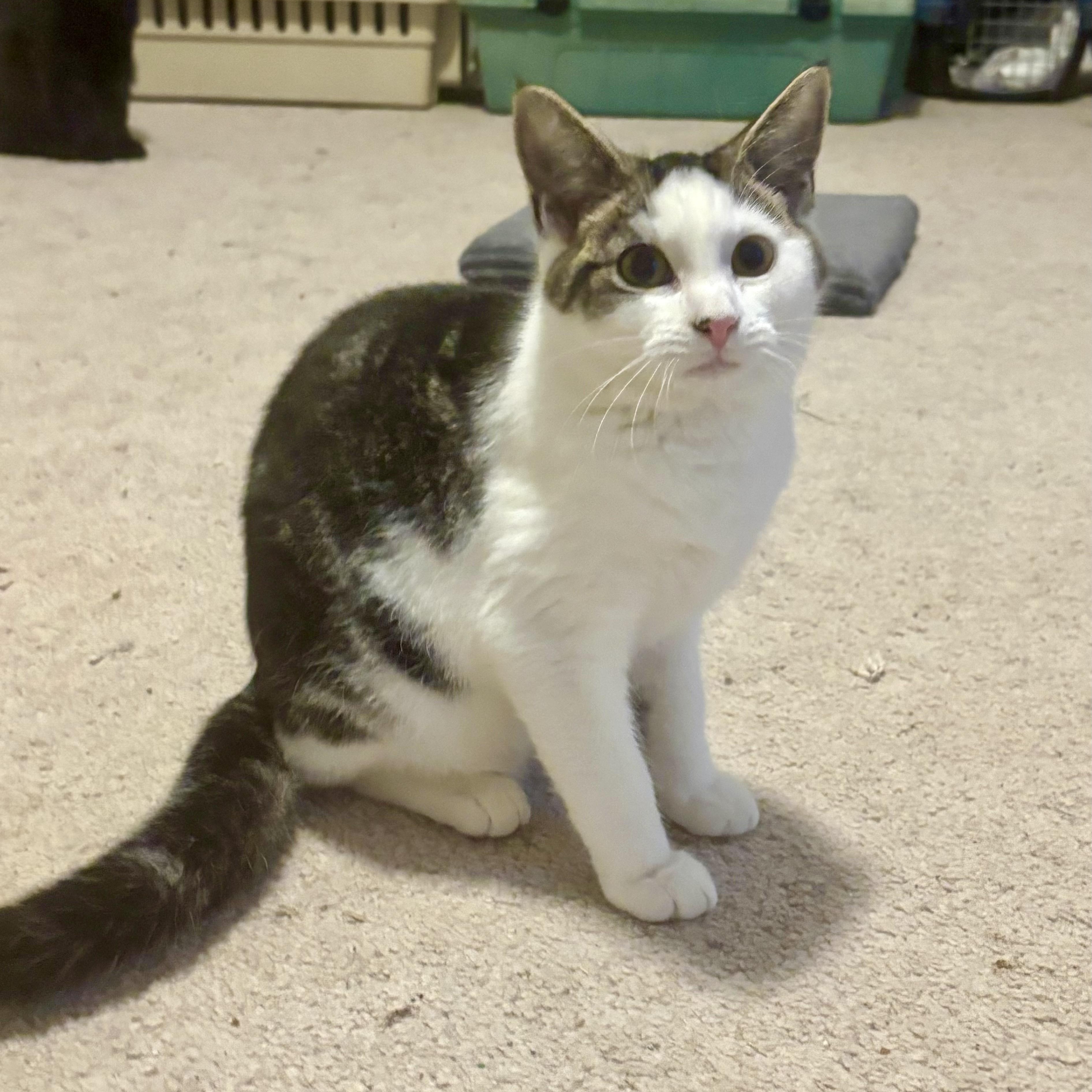 Mojo, adopted, Kitten Male Domestic Short Hair.