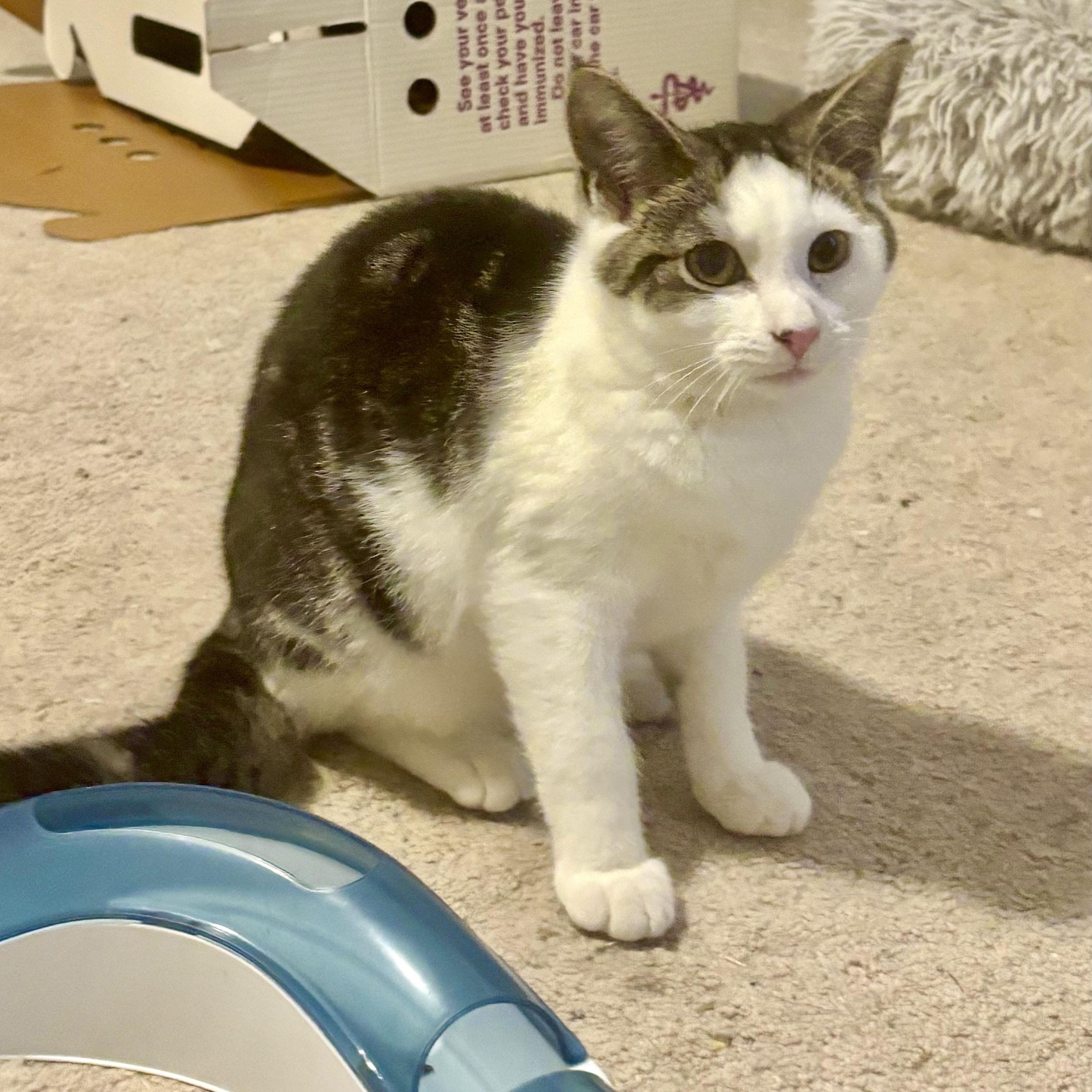 Enlarge Mojo, an adopted Domestic Short Hair in Richmond, VA image 2/2