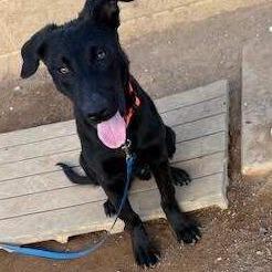 Larry, Adoptable, Puppy Male Mixed Breed & Mixed Breed.