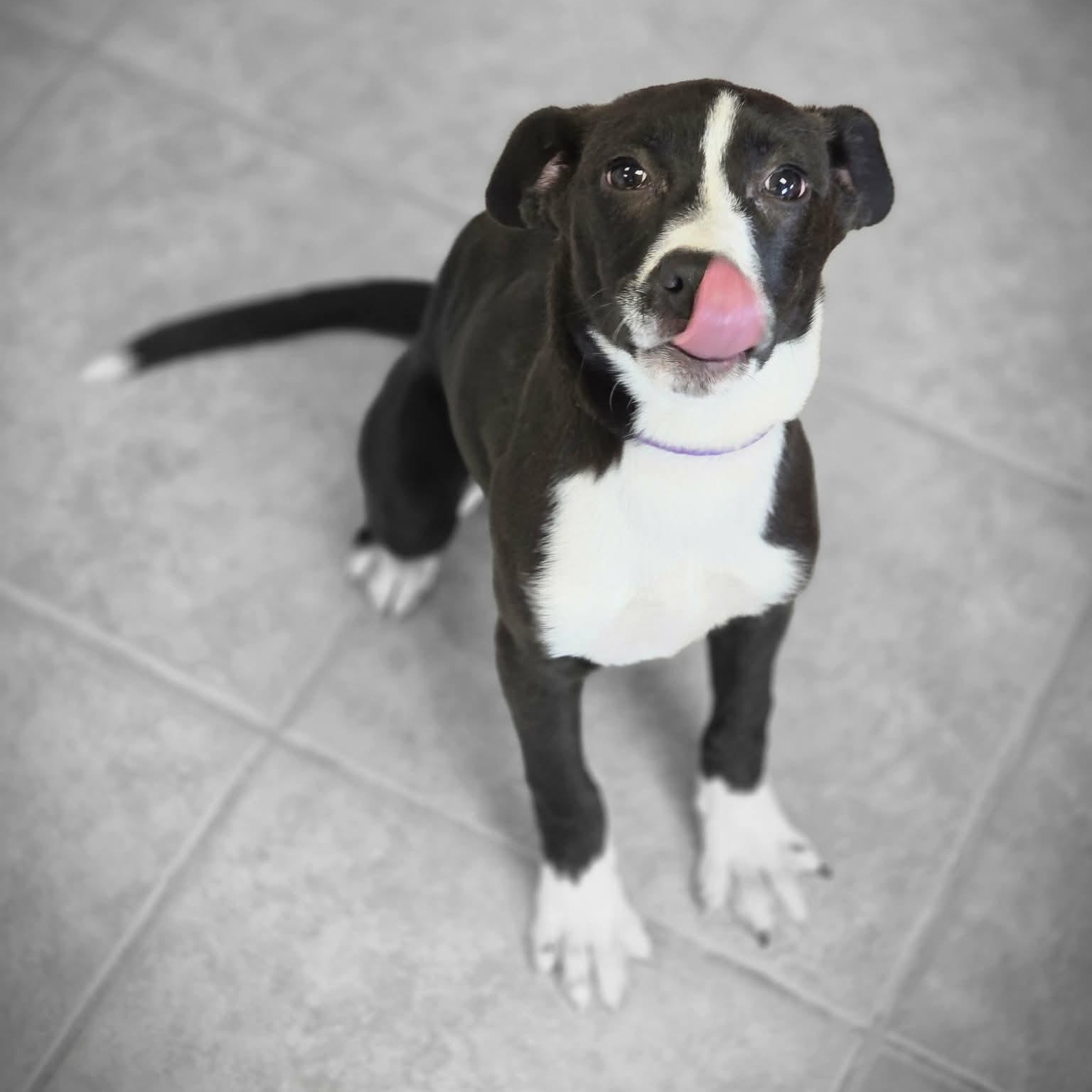 Nona, an adopted mixed breed in Waterloo, IA image 3/3