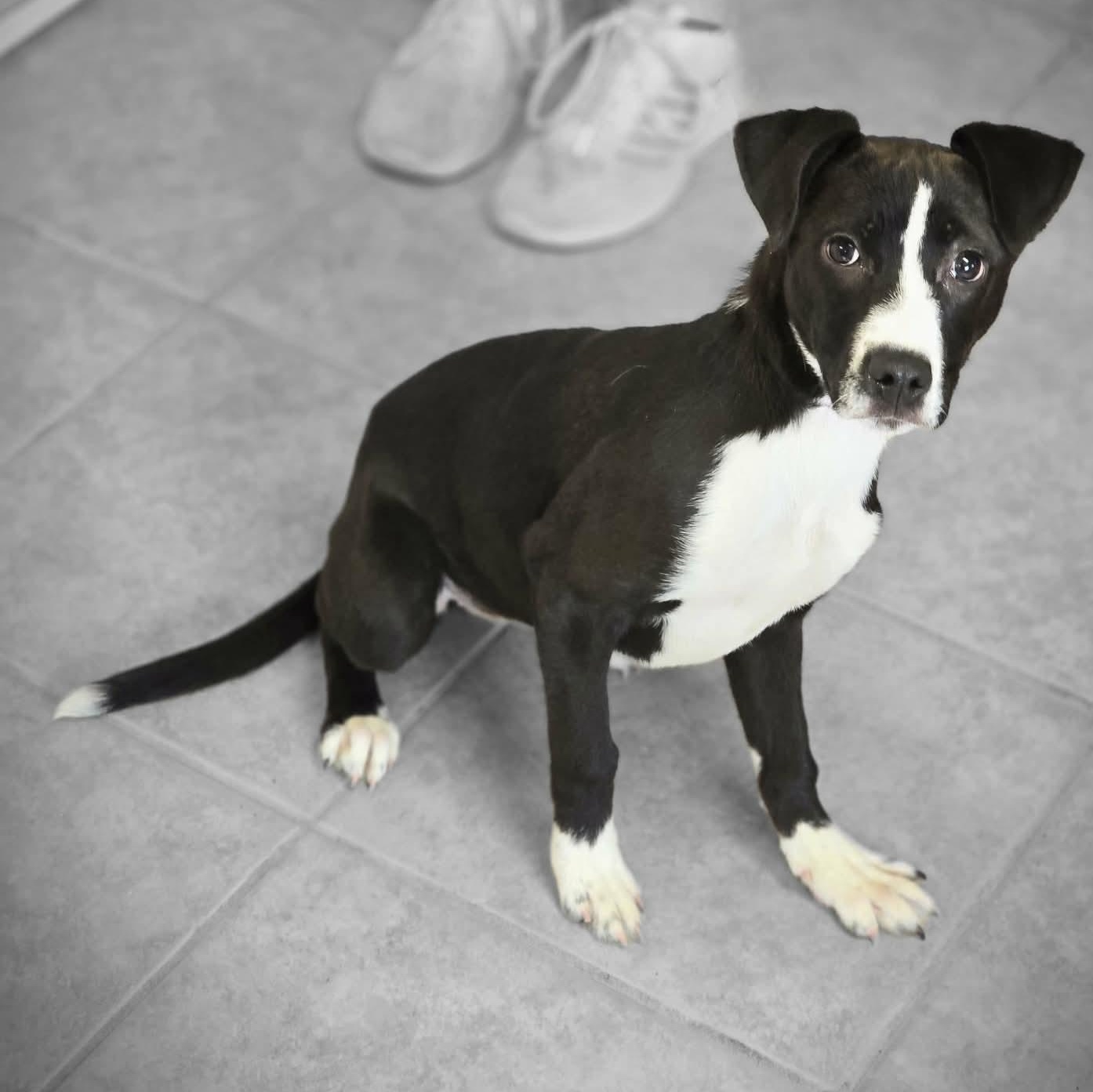 Nona, an adopted mixed breed in Waterloo, IA image 2/3