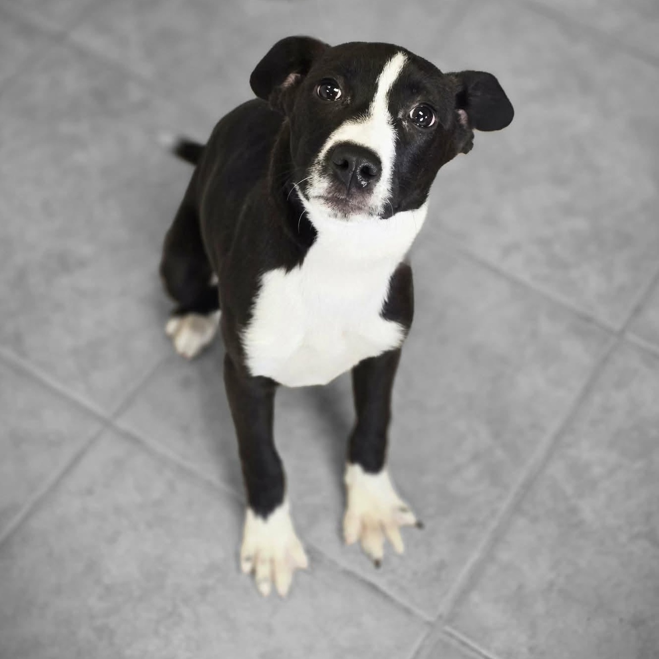 Nona, an adopted mixed breed in Waterloo, IA image 1/3