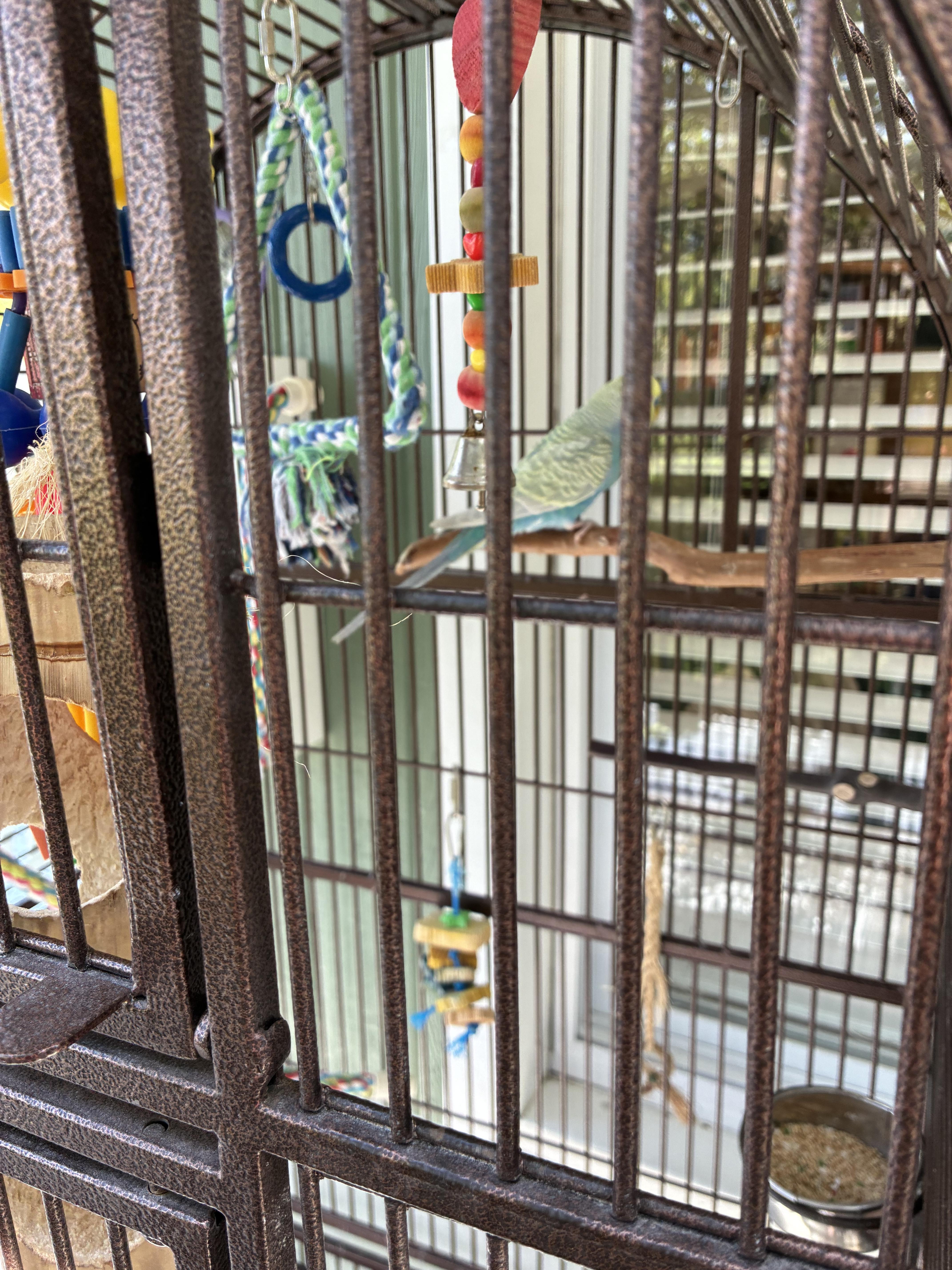 May & June, a ADOPTABLE Parakeet (Other) in Atlantic Highlands, NJ image 2/2