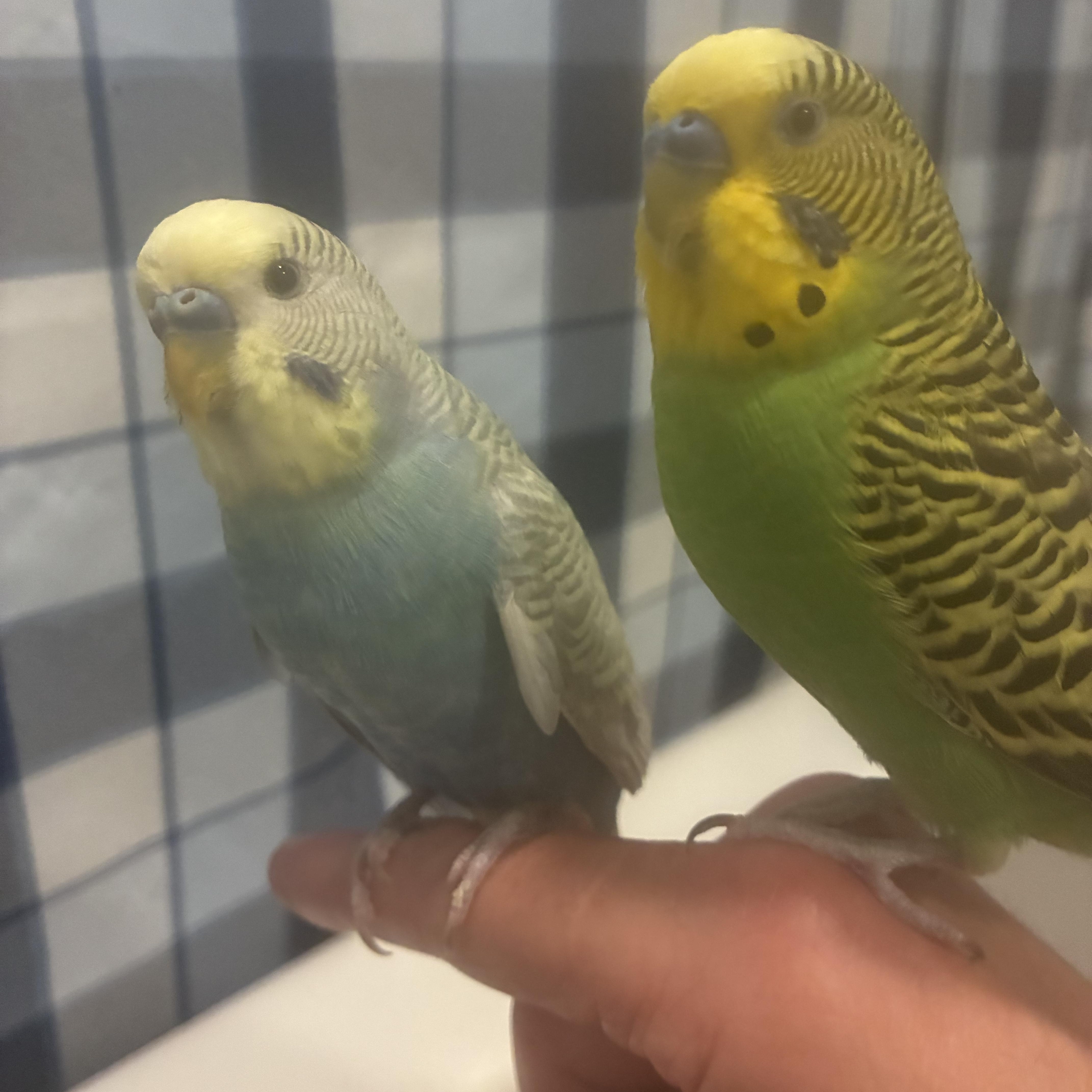 Benny & Pickles, ADOPTABLE, Adult Male Parakeet (Other).