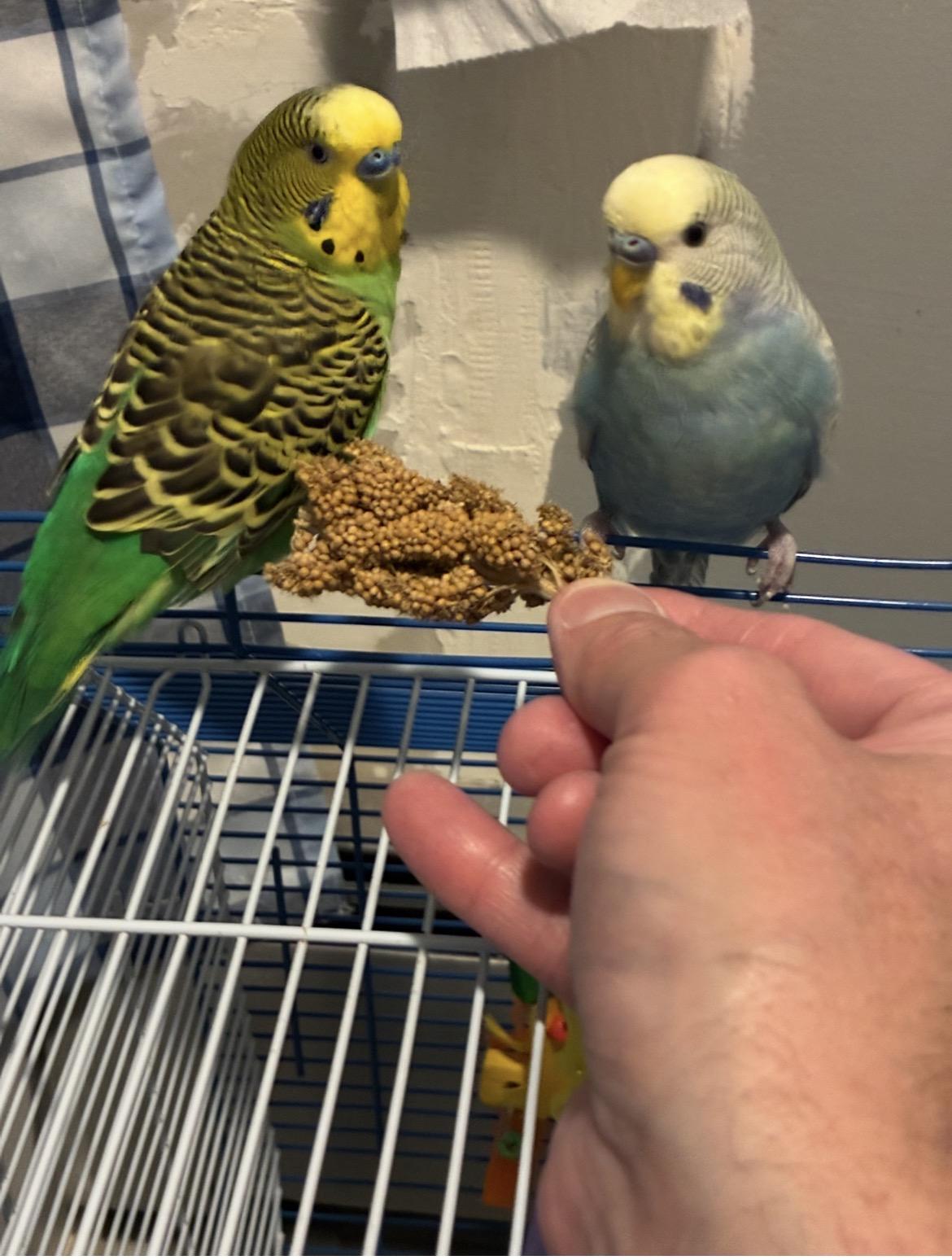 Enlarge Benny & Pickles, a ADOPTABLE Parakeet (Other) in Atlantic Highlands, NJ image 3/6