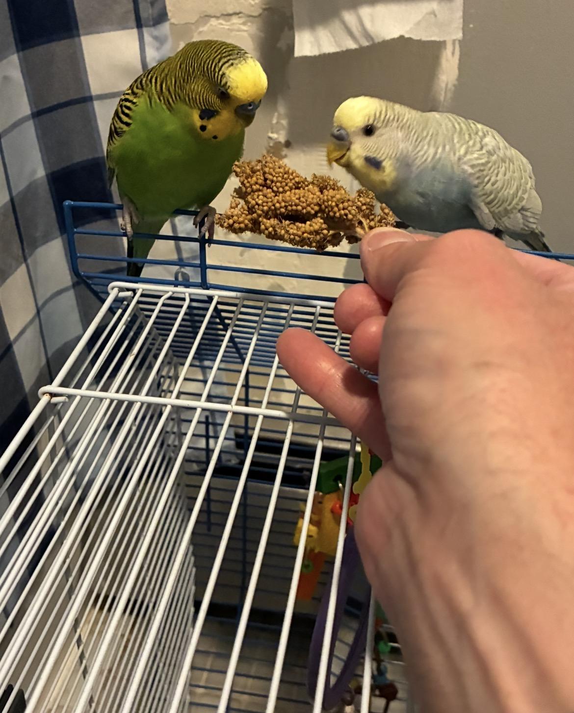 Enlarge Benny & Pickles, a ADOPTABLE Parakeet (Other) in Atlantic Highlands, NJ image 4/6