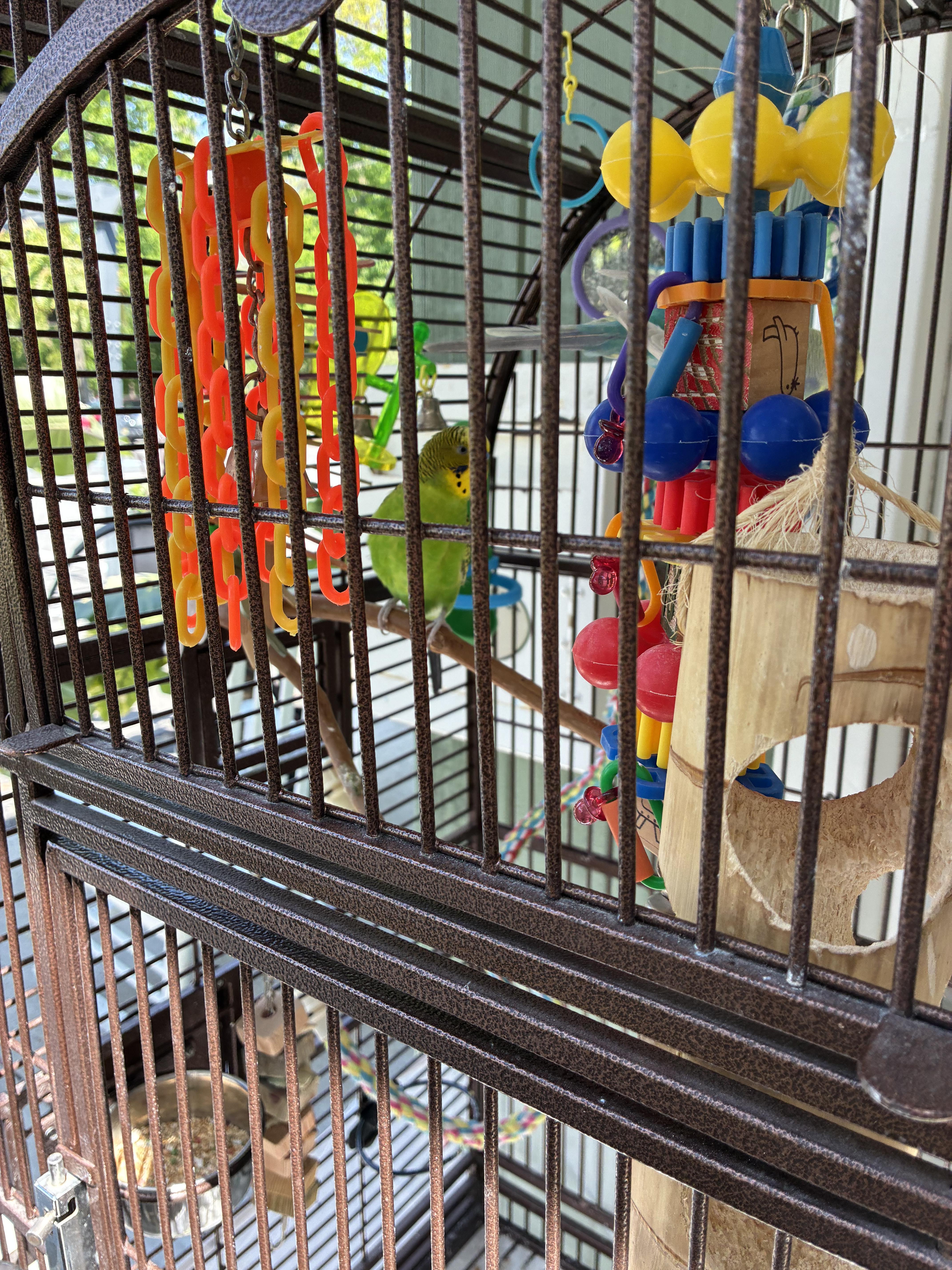 May & June, a ADOPTABLE Parakeet (Other) in Atlantic Highlands, NJ image 1/2