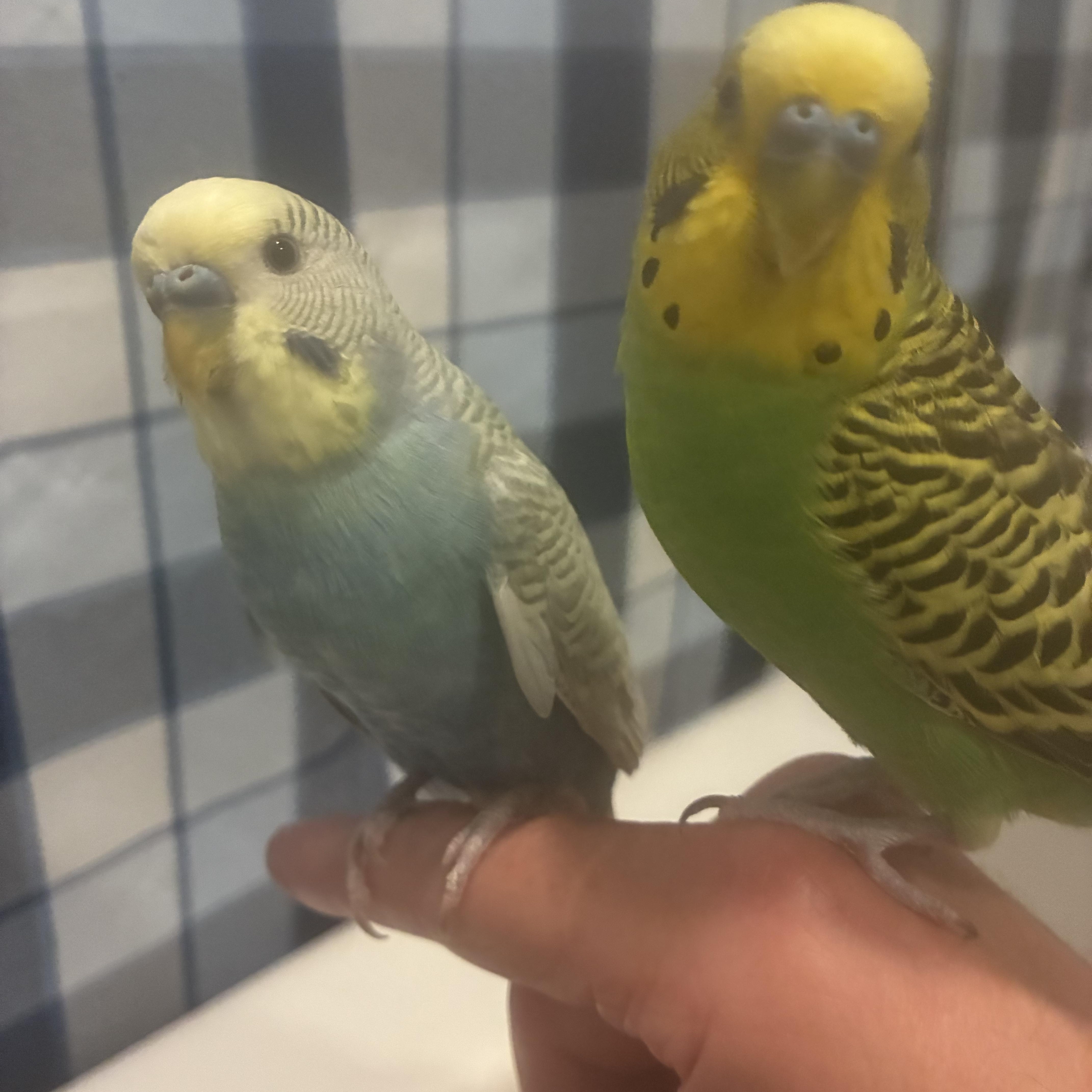 Enlarge Benny & Pickles, a ADOPTABLE Parakeet (Other) in Atlantic Highlands, NJ image 2/6