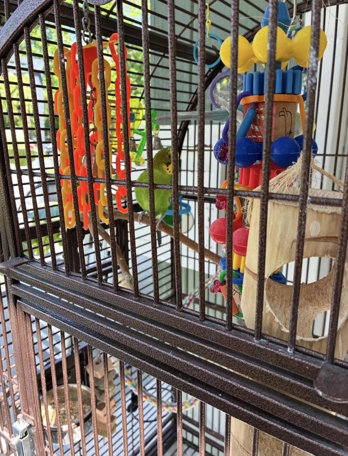 Enlarge Benny & Pickles, a ADOPTABLE Parakeet (Other) in Atlantic Highlands, NJ image 6/6