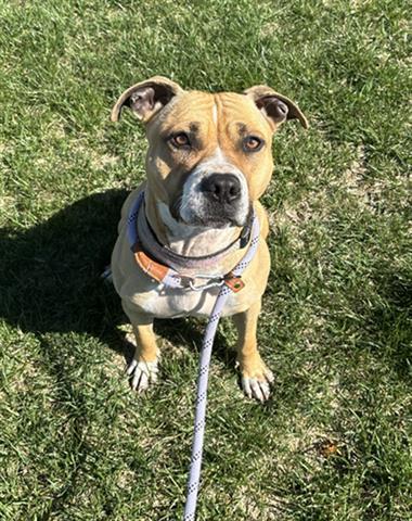 Enlarge VEGGIE STRAW, a Adoptable Pit Bull Terrier in Dayton, OH image 1/1