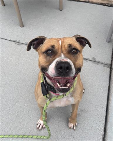Enlarge VEGGIE STRAW, a Adoptable Pit Bull Terrier in Dayton, OH image 1/1