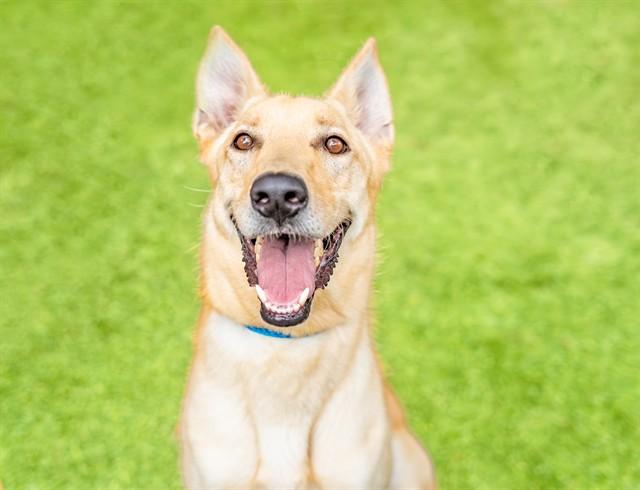 OSO, Adoptable, Adult Male German Shepherd Dog & Mixed Breed.