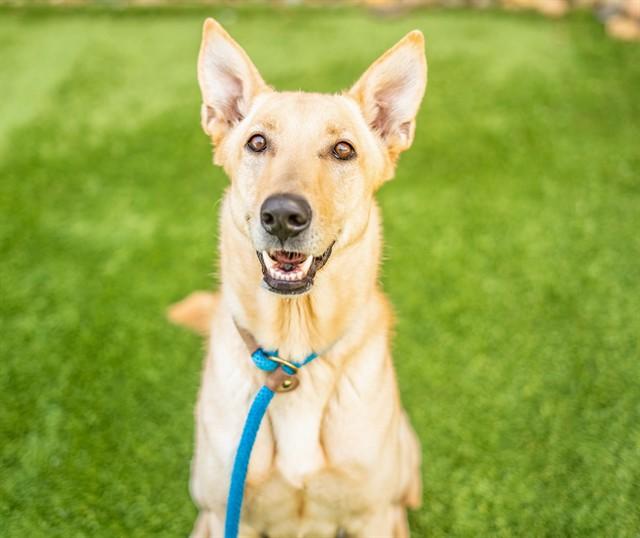 OSO, Adoptable, Adult Male Carolina Dog & Mixed Breed.