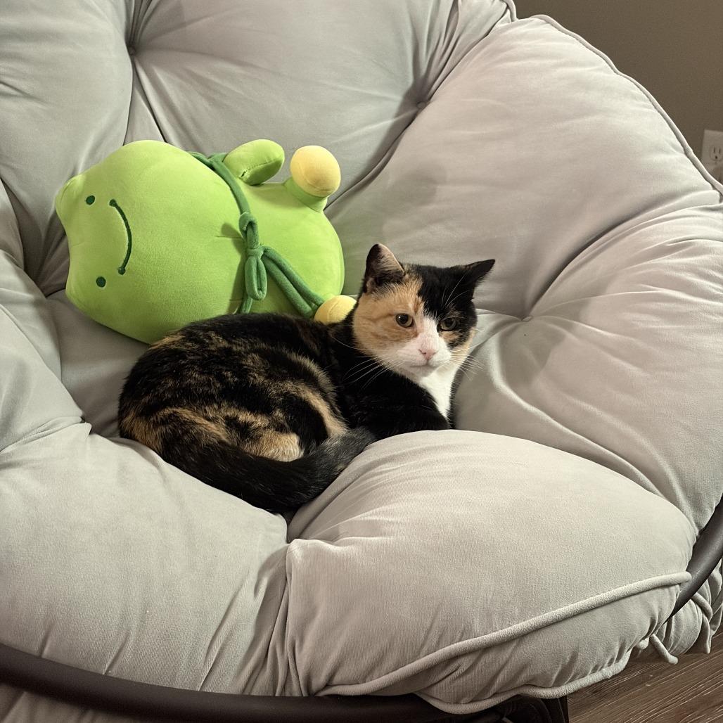 Enlarge Taffeta--In Foster, a Adoptable Domestic Short Hair in Fargo, ND image 2/6