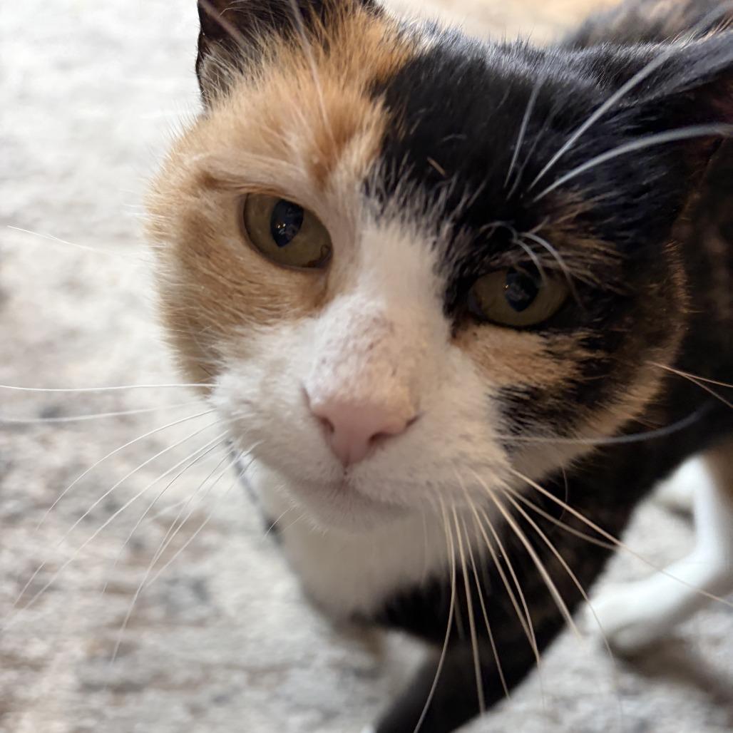 Enlarge Taffeta--In Foster, a Adoptable Domestic Short Hair in Fargo, ND image 3/6