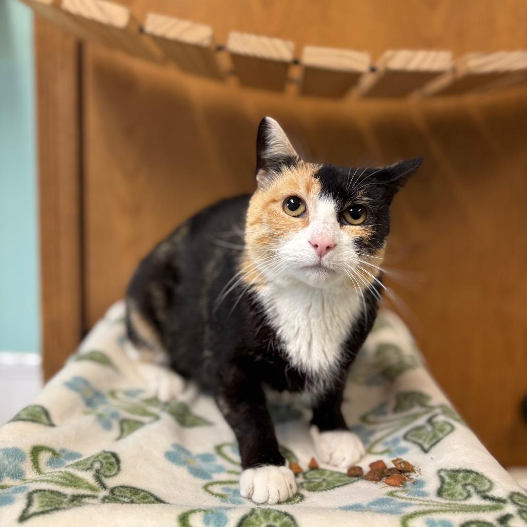 Enlarge Taffeta--In Foster, a Adoptable Domestic Short Hair in Fargo, ND image 4/6