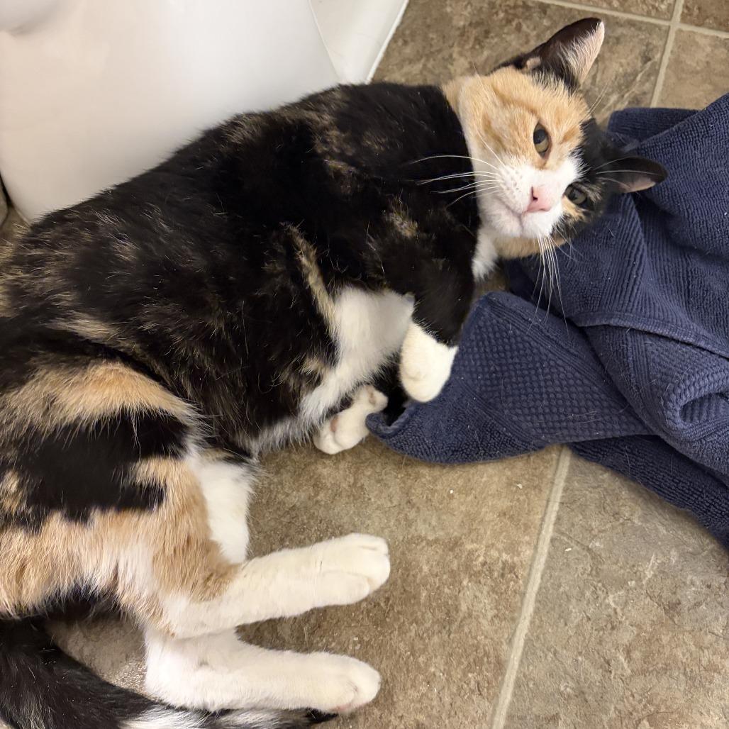 Enlarge Taffeta--In Foster, a Adoptable Domestic Short Hair in Fargo, ND image 5/6