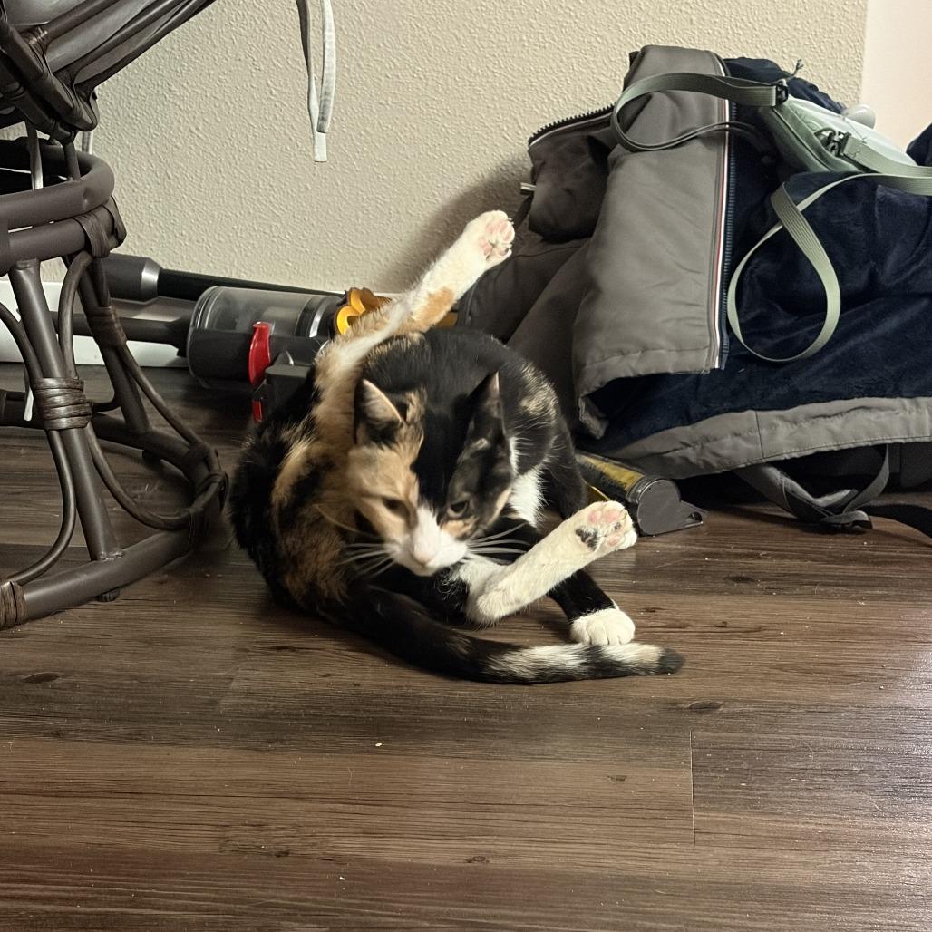 Enlarge Taffeta--In Foster, a Adoptable Domestic Short Hair in Fargo, ND image 6/6