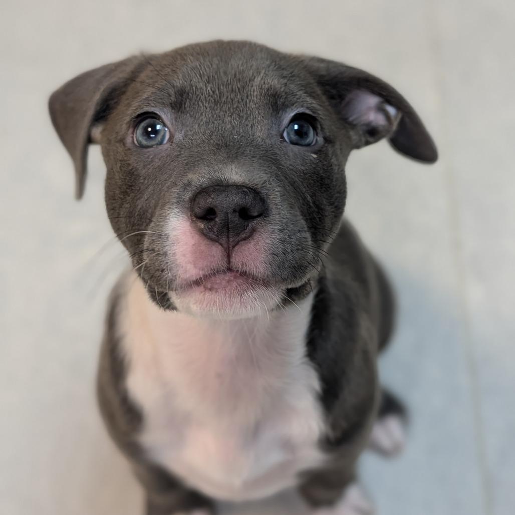 Snug, adoptable, Puppy Female Pit Bull Terrier & Mixed Breed.