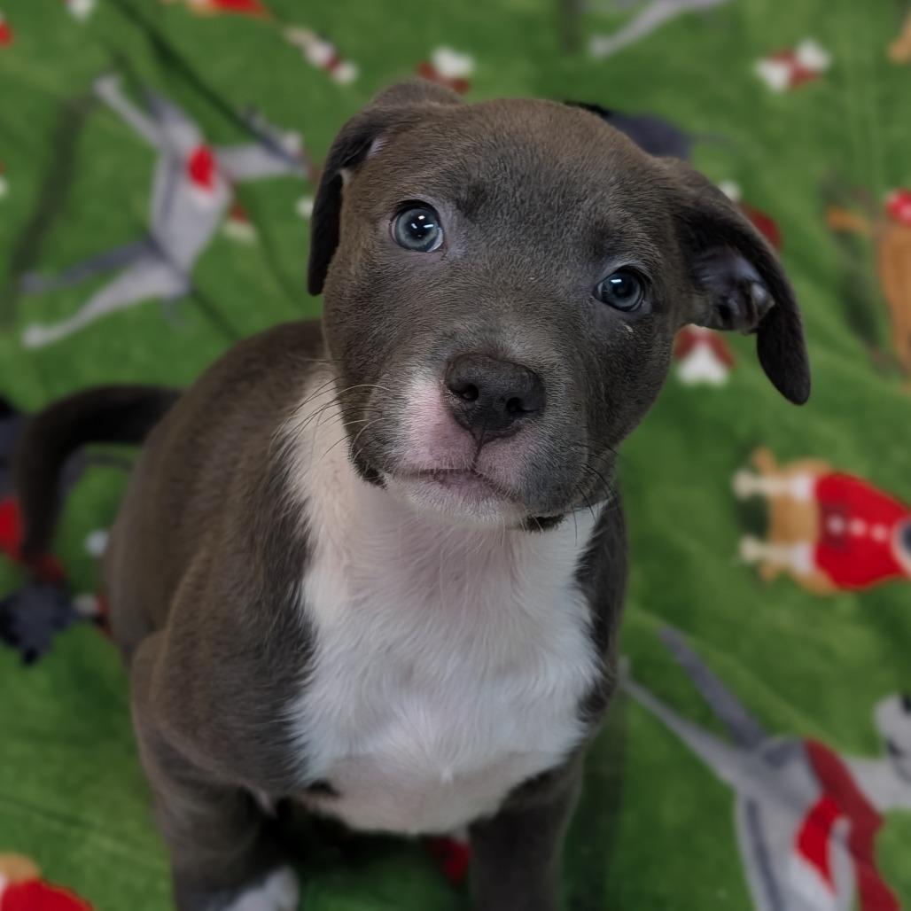 Snug, an adoptable mixed breed in Fenton, MI image 2/3