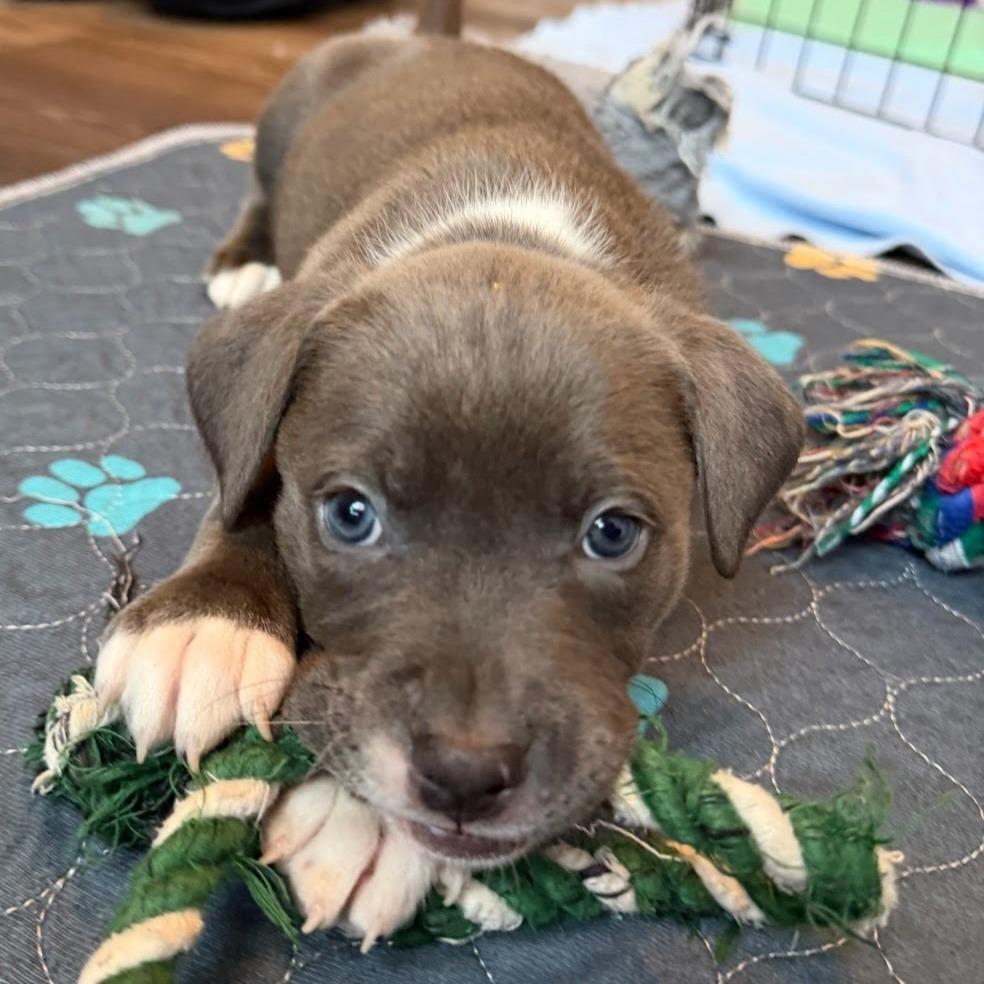 Snug, an adoptable mixed breed in Fenton, MI image 3/3