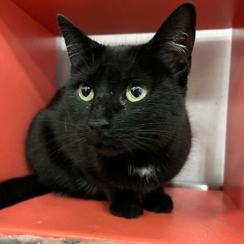 Cat for adoption Dixie , a Bombay Mix in Livonia, MI Petfinder