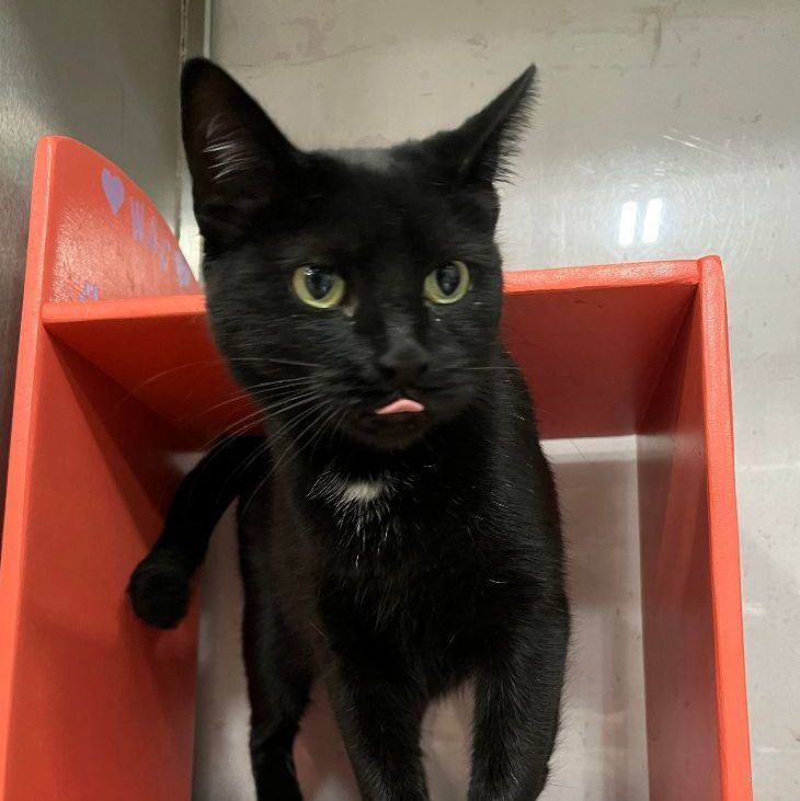 Cat for adoption Dixie , a Bombay Mix in Livonia, MI Petfinder