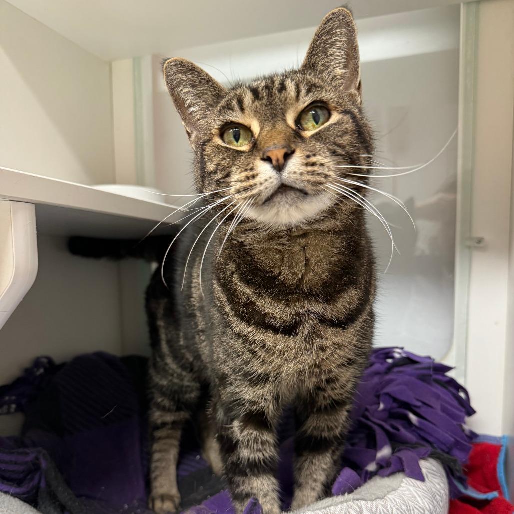 Lightning, Adoptable, Senior Female Domestic Short Hair.