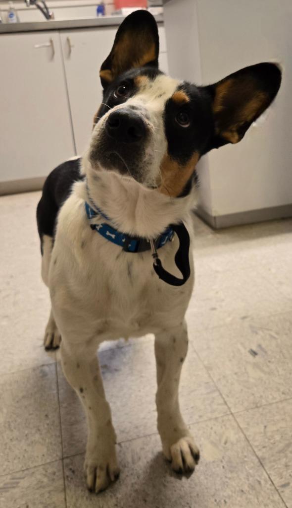 JAKE, Adoptable, Young Male Corgi & Basset Hound.