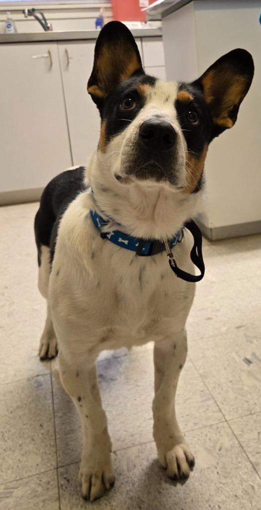 Enlarge JAKE, a Adoptable mixed breed in Sandusky, OH image 2/3