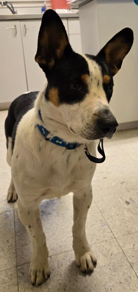 Enlarge JAKE, a Adoptable mixed breed in Sandusky, OH image 3/3