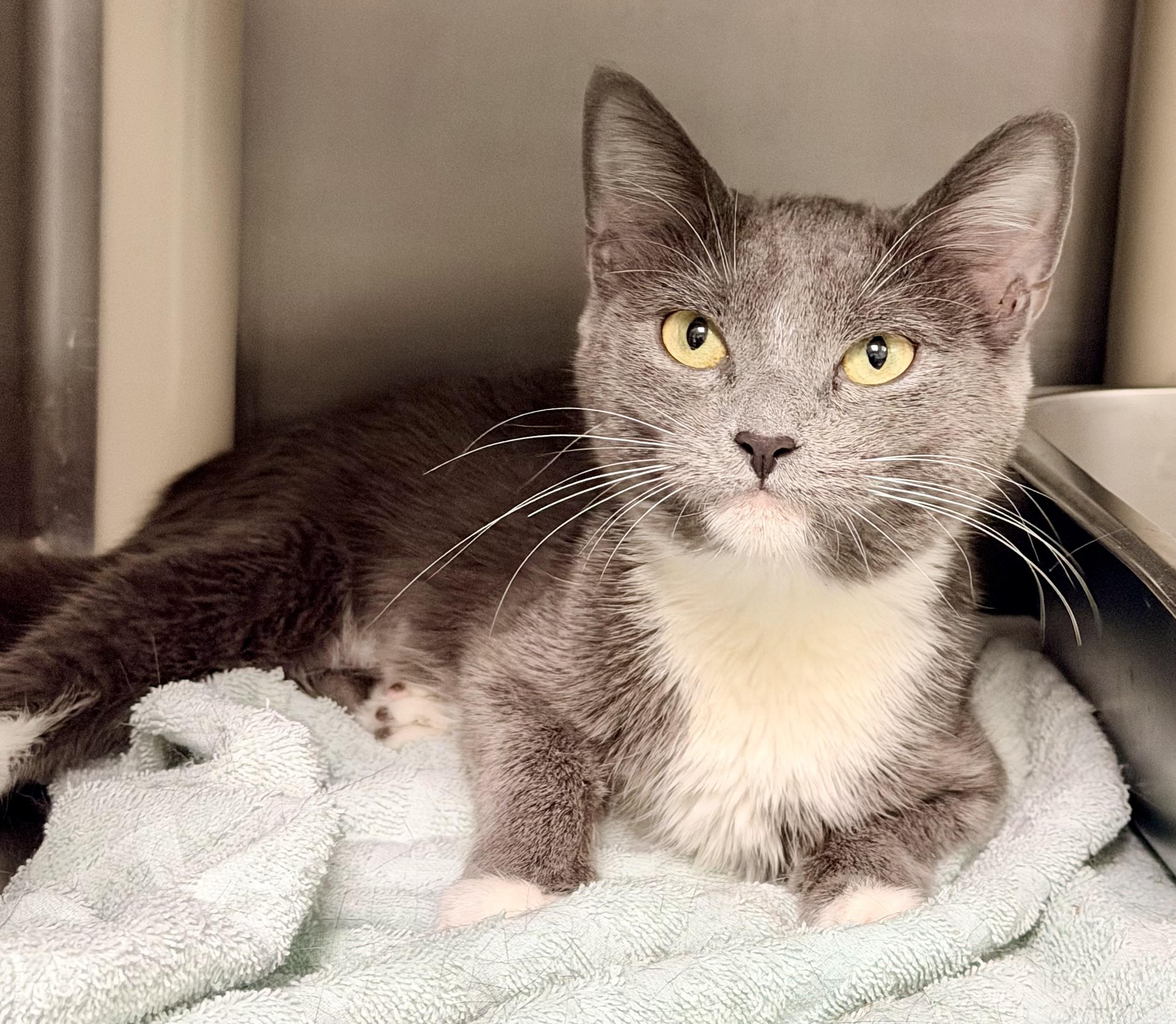 Maw Maw, ADOPTABLE, Adult Female Domestic Short Hair.