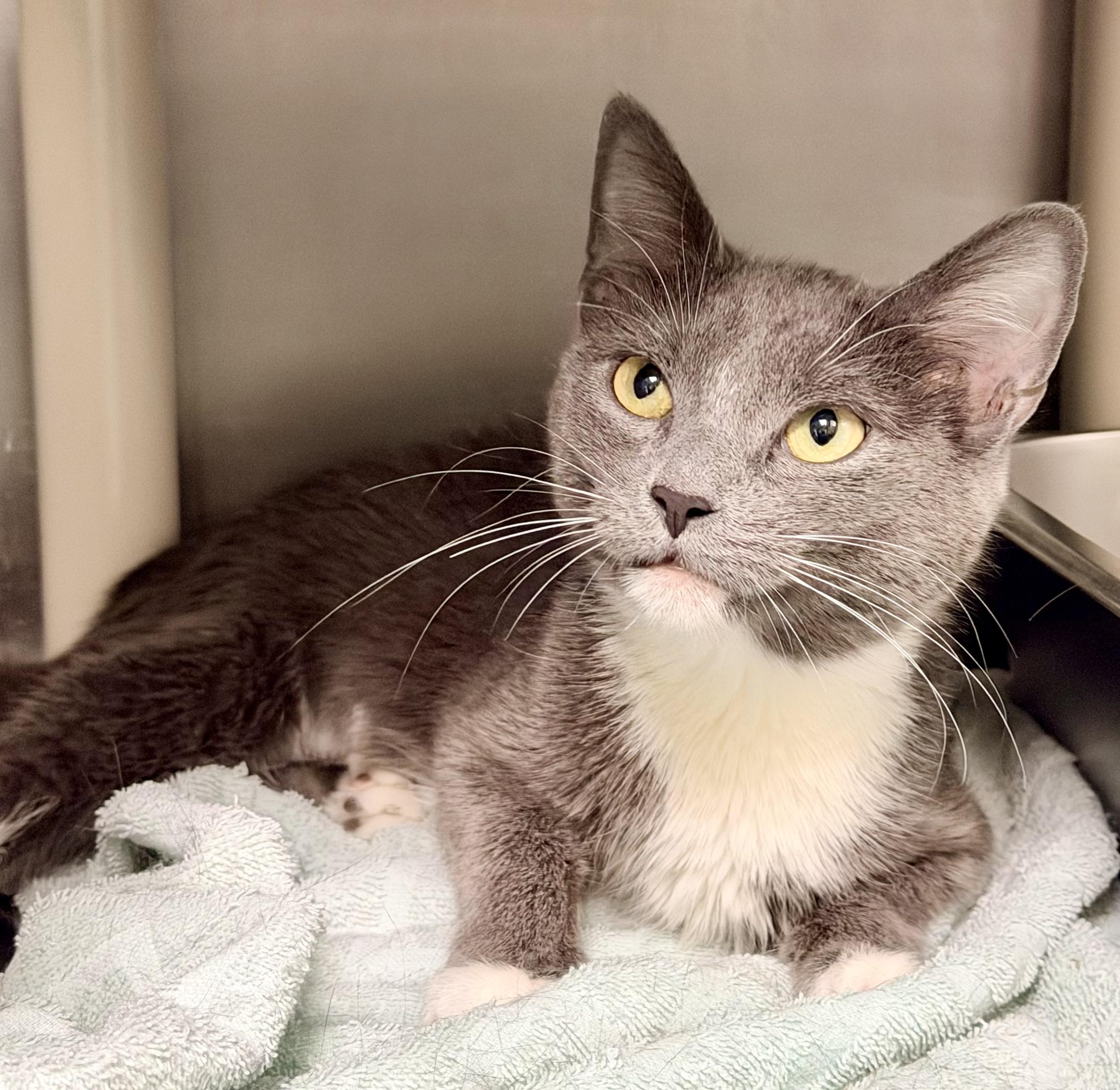 Maw Maw, a ADOPTABLE Domestic Short Hair in Amherst, VA image 4/4