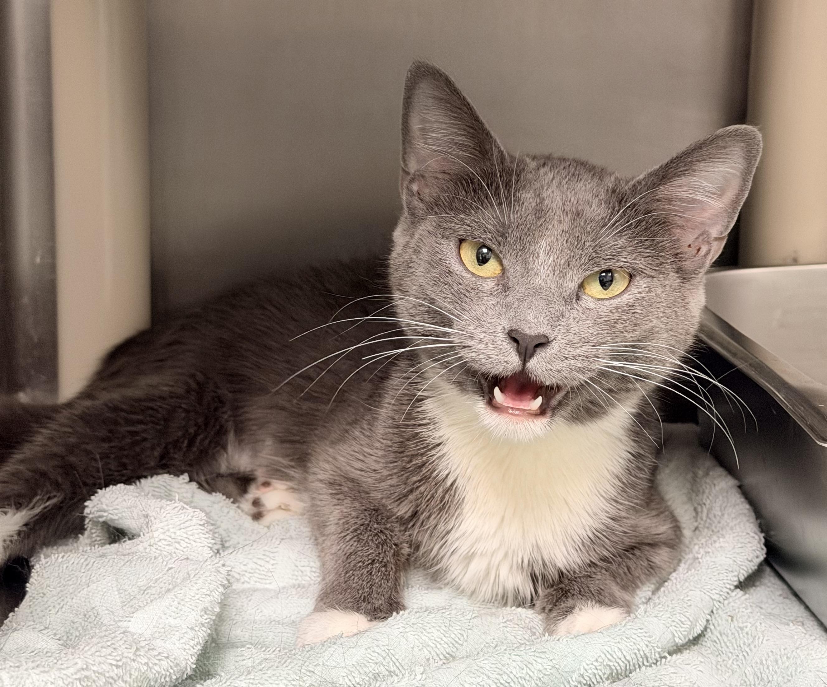 Maw Maw, a ADOPTABLE Domestic Short Hair in Amherst, VA image 2/4