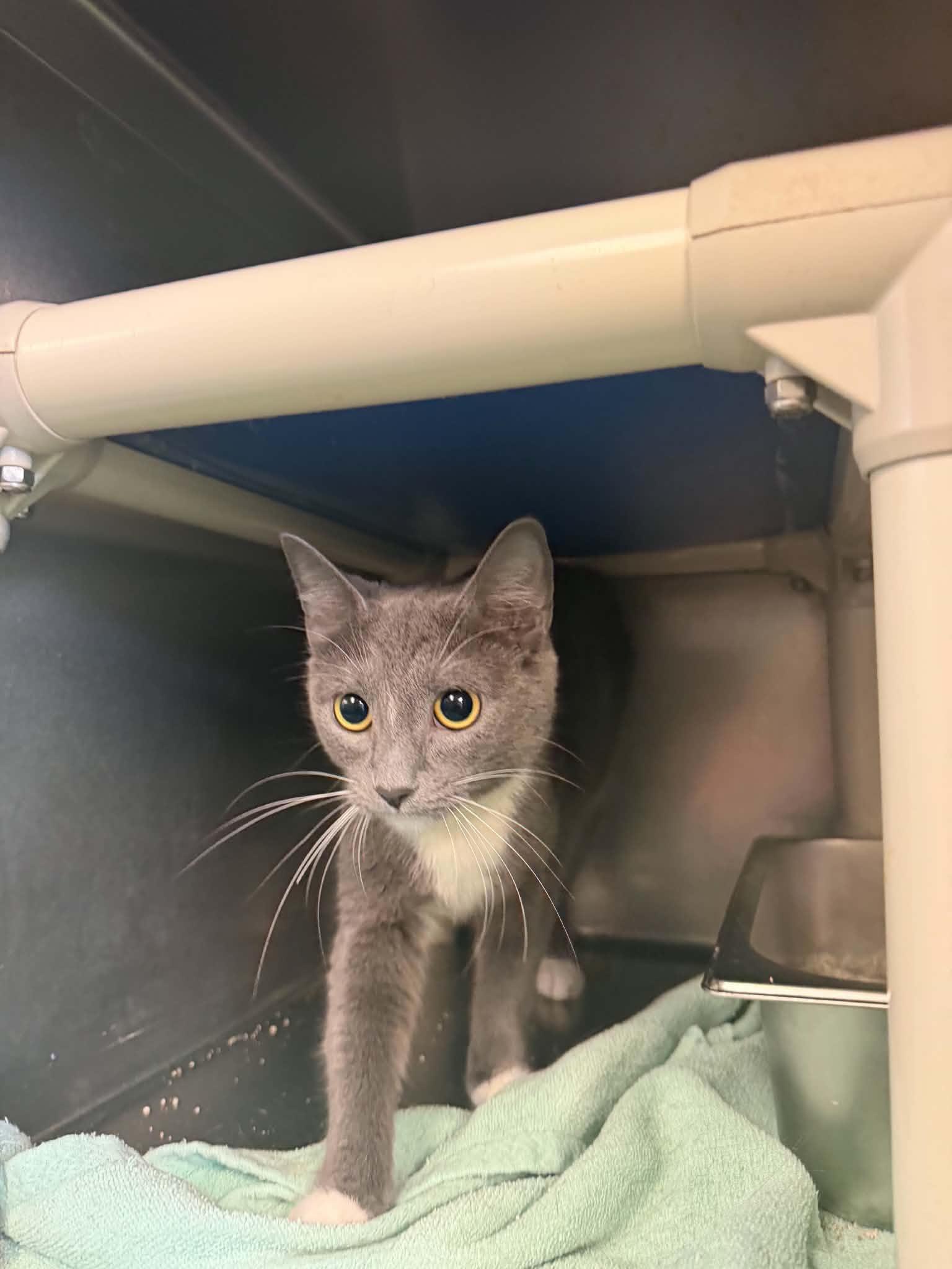 Maw Maw, a ADOPTABLE Domestic Short Hair in Amherst, VA image 3/4