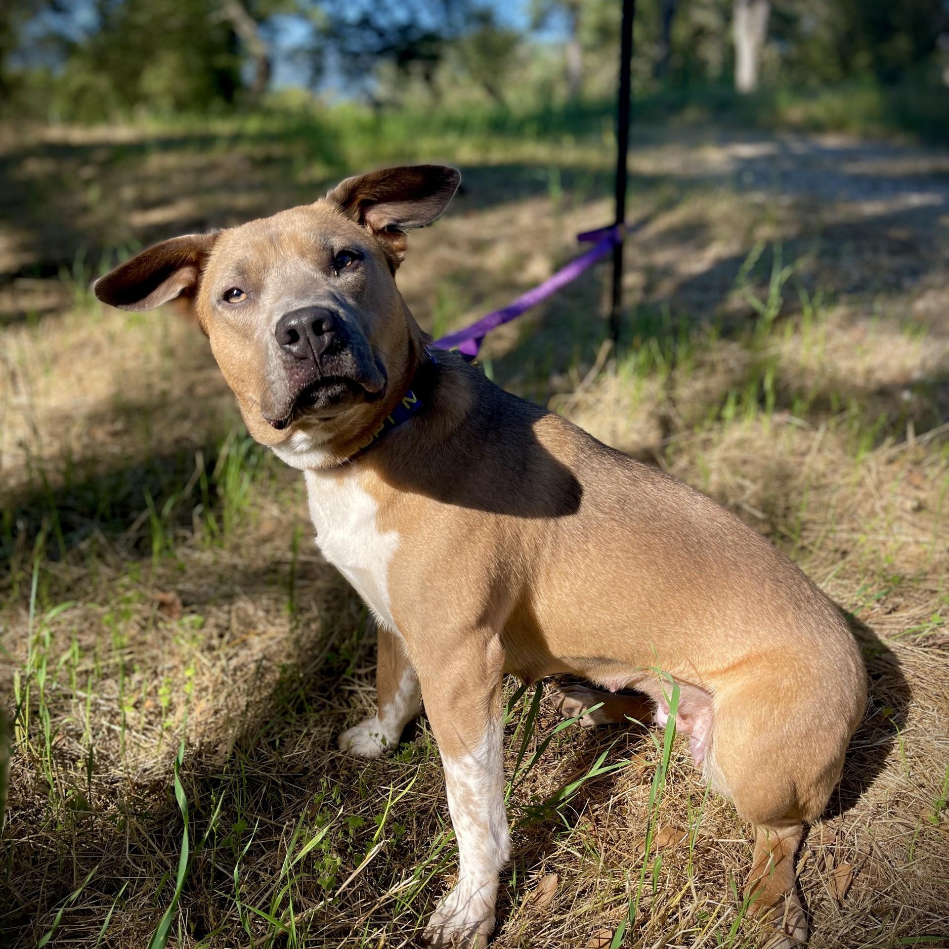 Enlarge Mary Ann, a ADOPTABLE mixed breed in San Andreas, CA image 4/4