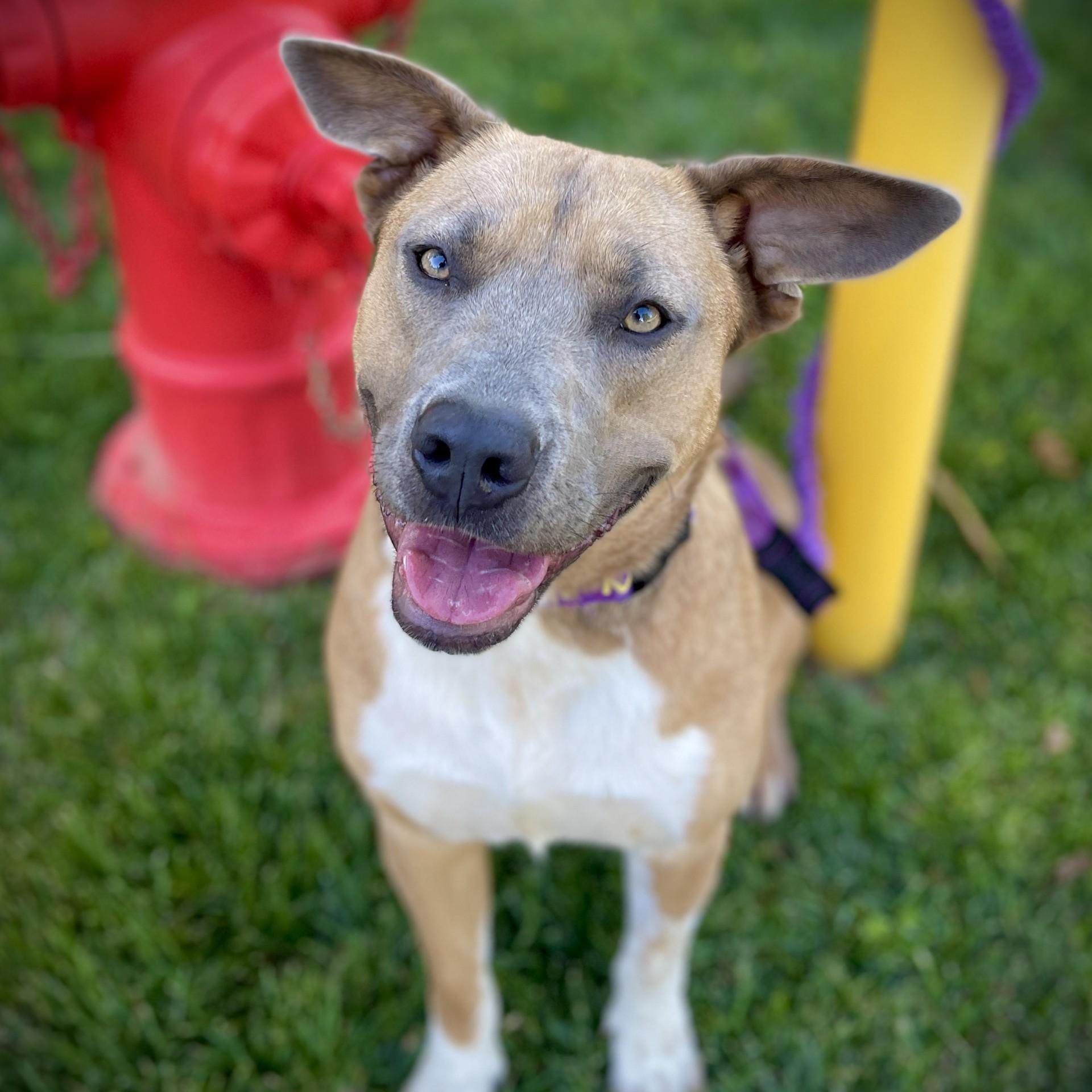 Enlarge Mary Ann, a ADOPTABLE mixed breed in San Andreas, CA image 2/4